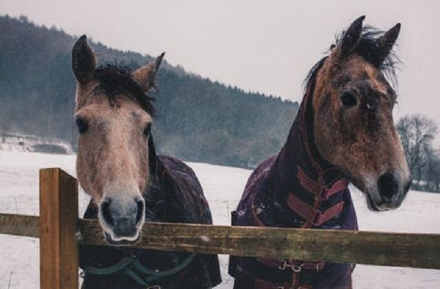 Två bruna hästar
